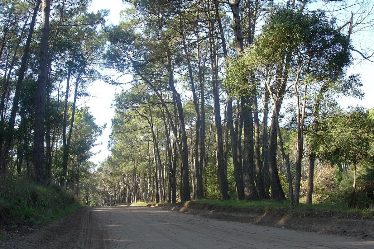 Vista panorámica de Cariló